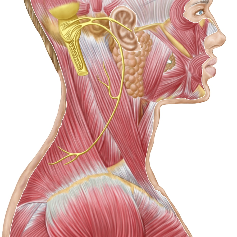 front view facial muscle medical posters Huge cock anal brutal porn